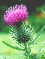Thistle - by Christopher J Picking 